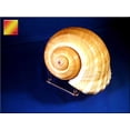 thumbnail image 2 of Florida Shells and Gifts Large Tonna Olearia Seashell Coastal Decorating (4-5") Art Crafts, 2 of 3