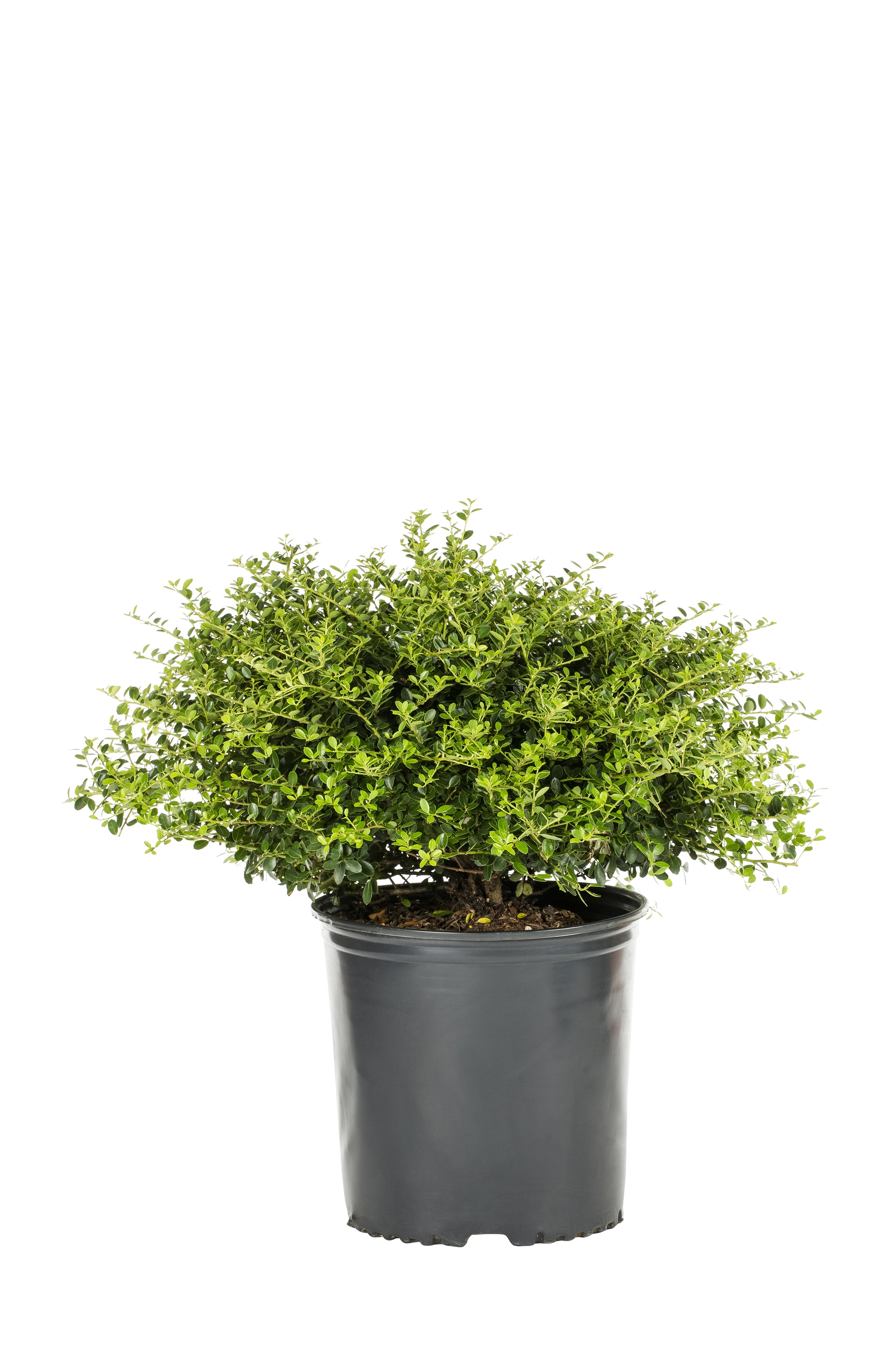 Expert Gardener Holly Helleri 2.25g Evergreen Shrub Full Sun - Walmart.com