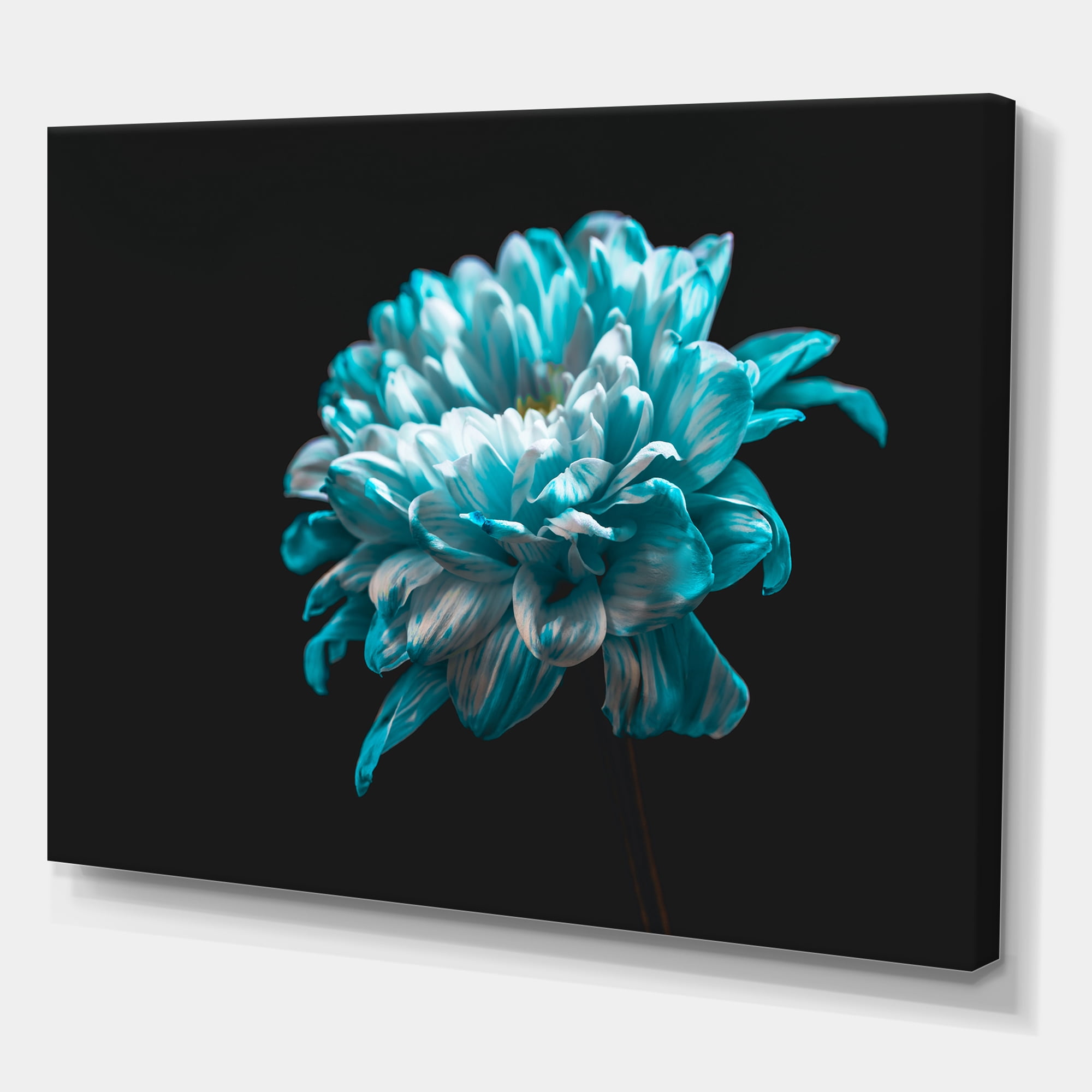 Designart ' Close Up Of White and Pure Blue Daisy Flower II ' Traditional Canvas Wall Art Print