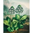 thumbnail image 2 of Thornton, Robert John 15x18 Gold Ornate Wood Framed with Double Matting Museum Art Print Titled - A Group of Auriculas from The Temple of Flora, 2 of 4