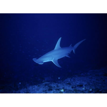 Great Hammerhead Shark, Rangiroa, Polynesia Print Wall Art By Gerard Soury
