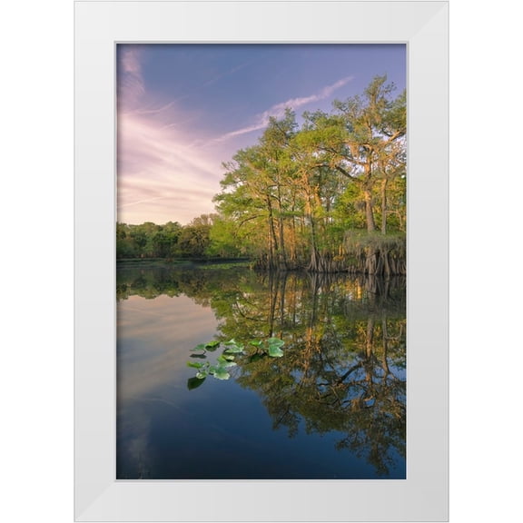 Jones, Adam 11x14 White Modern Wood Framed Museum Art Print Titled - Early spring view of cypress trees reflecting on blackwater area of St Johns River-central Florida