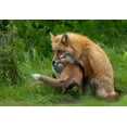 thumbnail image 2 of Huang, Johnson 18x14 Gold Ornate Wood Framed with Double Matting Museum Art Print Titled - Red Fox, 2 of 4