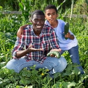 Purely Organic Marketmore 76 Cucumber Seeds (Premium Heirloom, Organic, Non-GMO, Open Pollinated, Vegetable, Full S) - Approx 140 Premium Seeds
