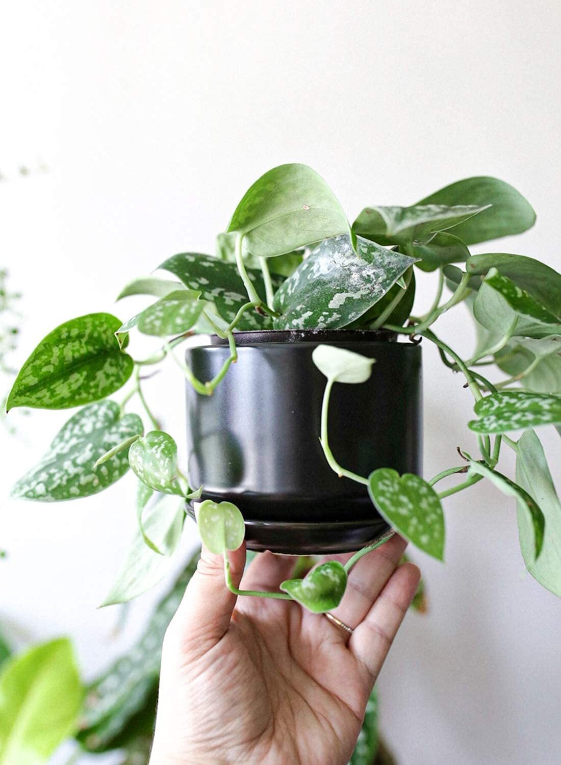 BEMAY Ceramic Plant Pots, 4"+5"+6.8" Flower Pots with Drainage Hole & Saucer, Pack of 3, Black