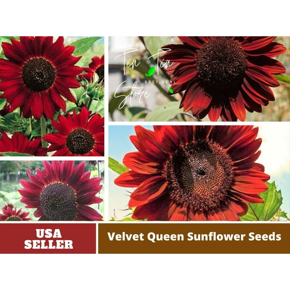25  Seeds-Velvet Queen Sunflower #E004-Authentic Seeds-Flowers-Seeds-Rose seeds-Herb seeds-Vegetable Seeds-Mix Seeds for Plant- B3G1