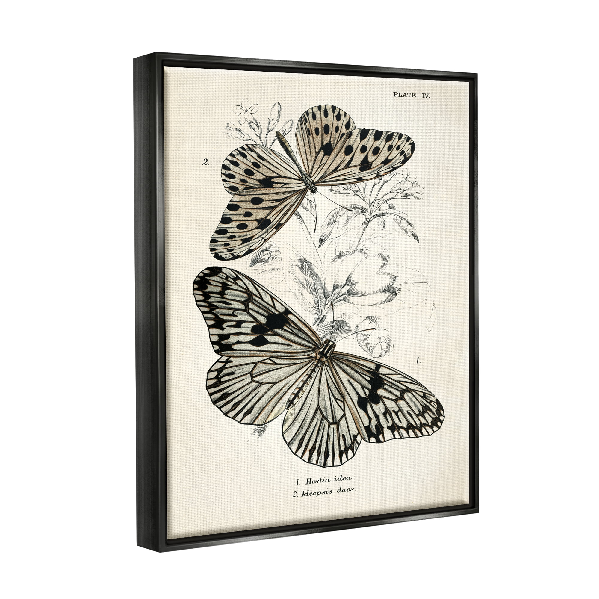 Stupell Industries Butterfly & Herb Studies Animals & Insects Painting Black Floater Framed Art Print Wall Art, 17 x 21