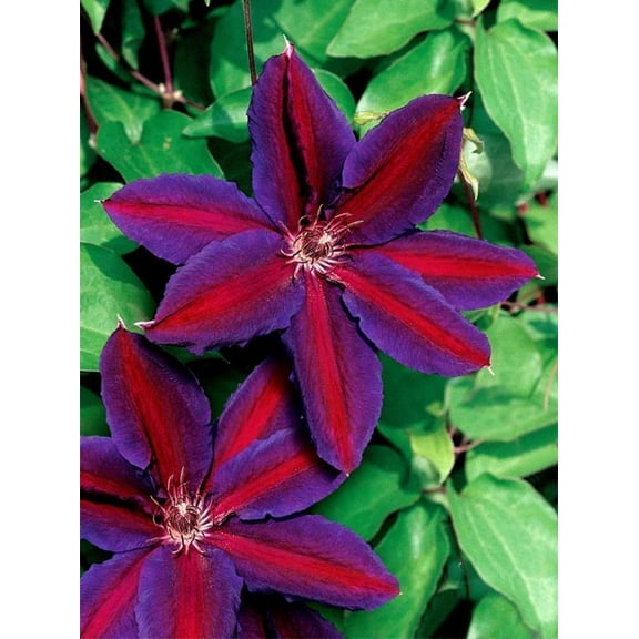 25 Purple Red Clematis Seeds Large Bloom Climbing Perennial Garden Flower 405