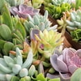 thumbnail image 2 of Element by Altman Plants Multicolor Succulent, Live Indoor House Plants with Grower Pots, 2 inch, Pack of 64, 2 of 11