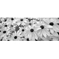 thumbnail image 2 of Frates, Dennis 14x8 White Modern Wood Framed Museum Art Print Titled - Black Eyed Susans, 2 of 4