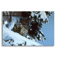 thumbnail image 1 of Epic Art 'Long Eared Owl' by Ron Parker, Acrylic Glass Wall Art, 24"x16", 1 of 8