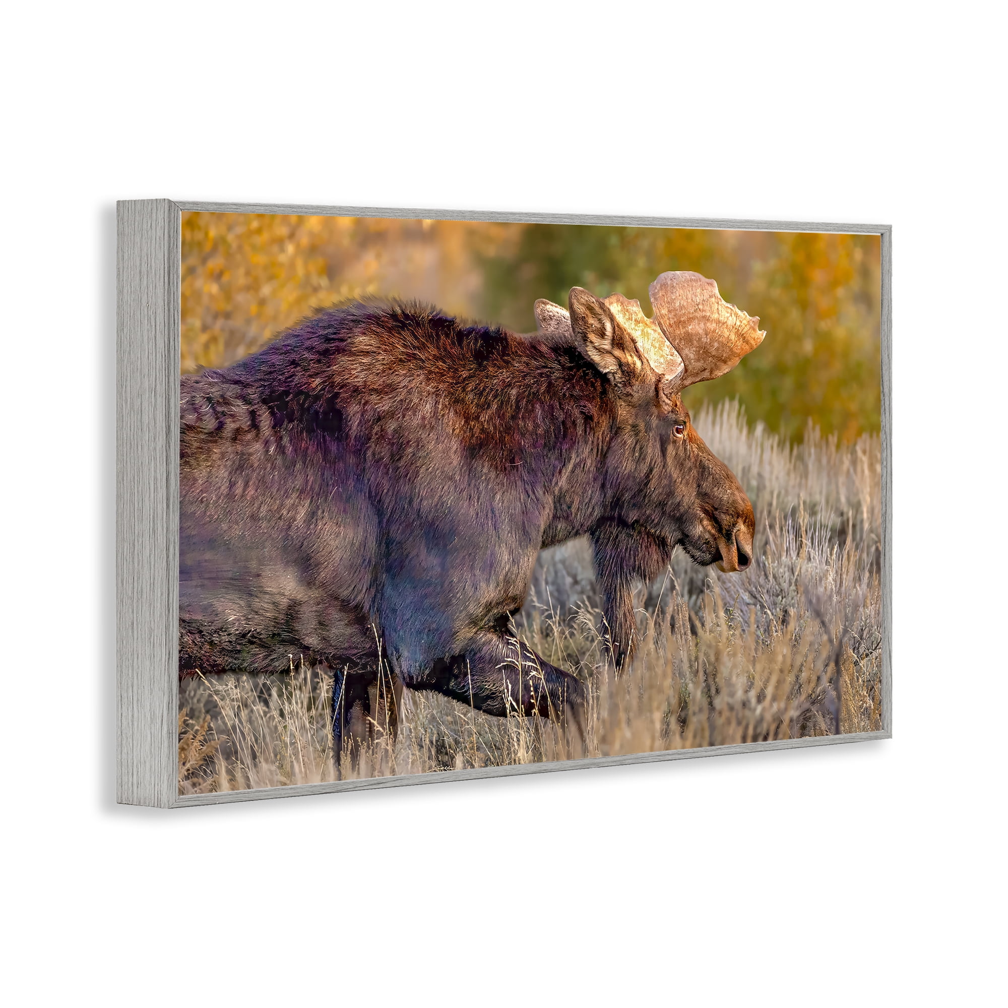 Stupell Industries Bull Moose At Dusk Gray Framed Giclee Art, design by Shelley Carlisle