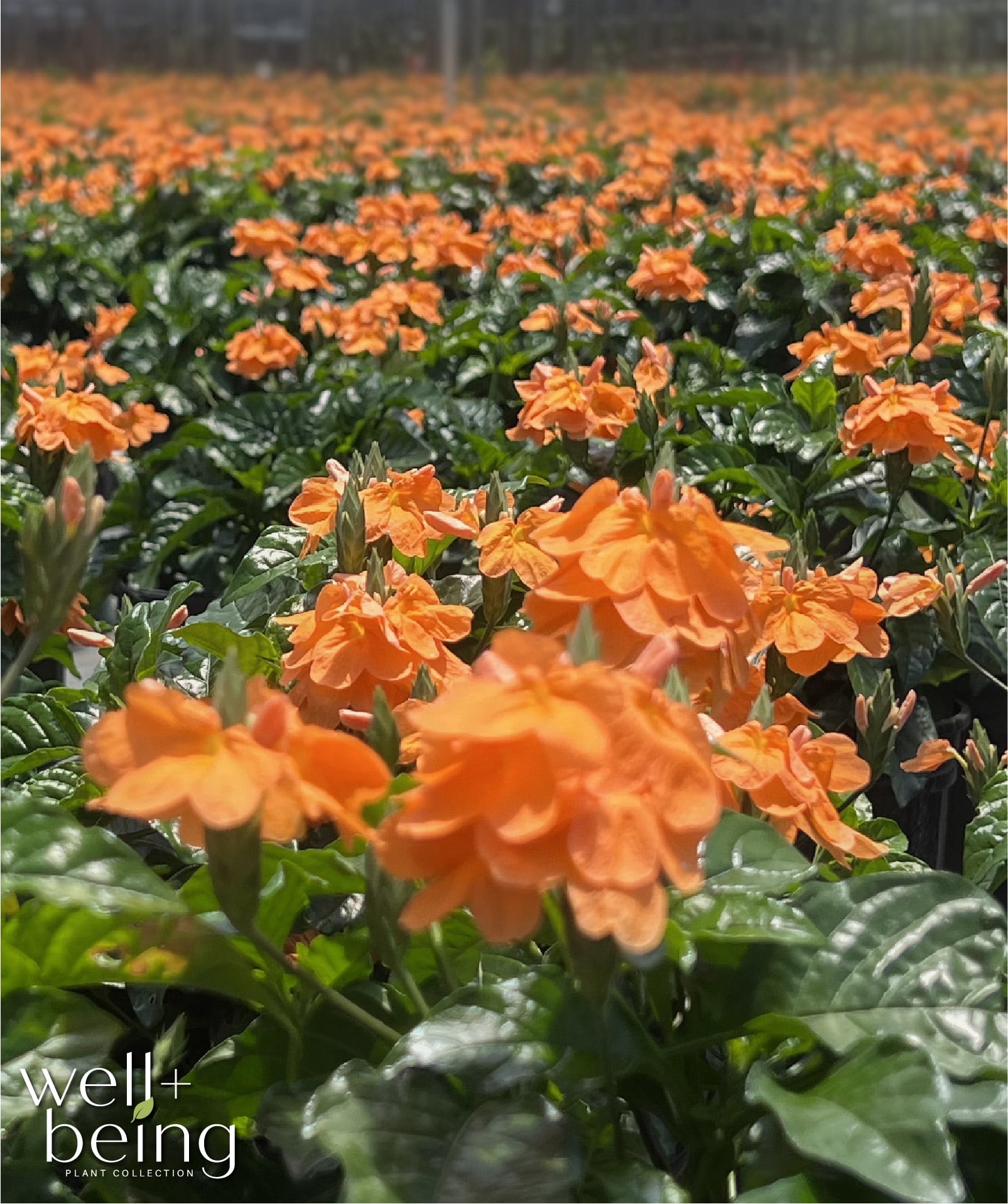 Nature's Way Farms Crossandra Orange Live Plant (25-30 in. Tall) in Grower Pot