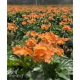 thumbnail image 3 of Nature's Way Farms Crossandra Orange Live Plant (25-30 in. Tall) in Grower Pot, 3 of 4
