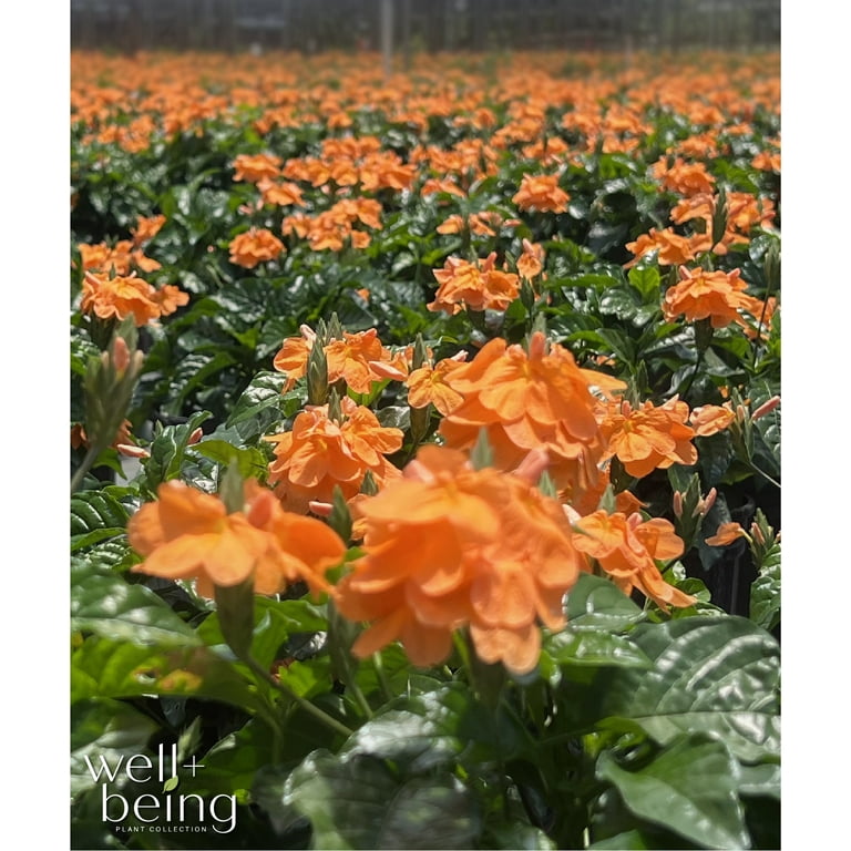 Nature's Way Farms Crossandra Orange Blooming Live Plant (25-30 in