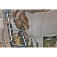 thumbnail image 4 of Little Giant HF9BLACK Hook Over Goat Trough Heavy Duty Steel 9 Quart Feeder, 4 of 7