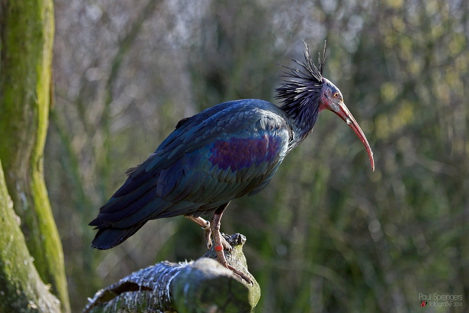 Zoo Ibis Animal Garden Wood Ibis12 Inch By 18 Inch Laminated Poster