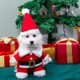 thumbnail image 1 of Disfraz de Papá Noel para mascotas, vestido de terciopelo, abrigo de invierno para cachorros, conjunto navideño, falda roja., 1 of 7