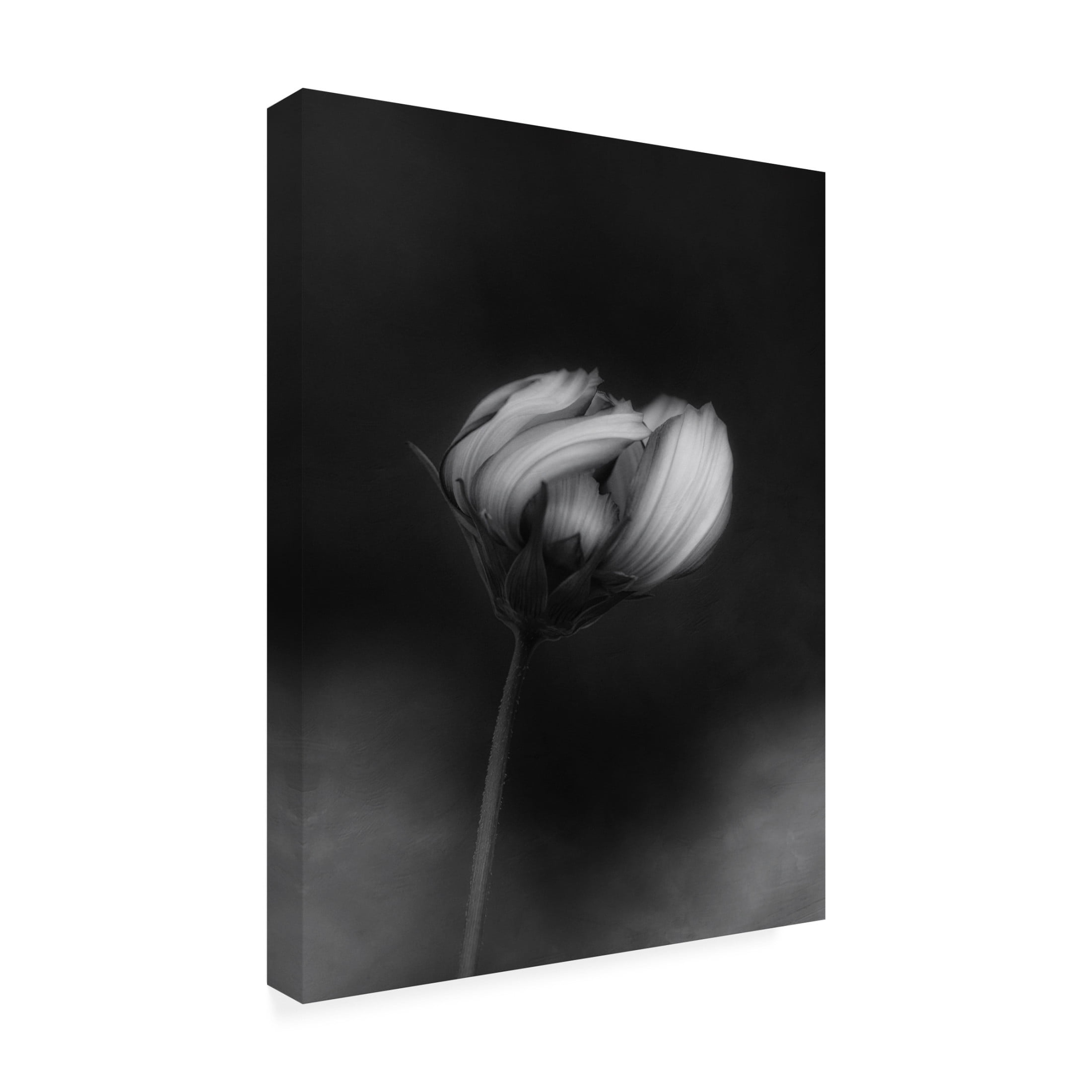 Canvas Wall Art - Lotte Gronkjar 'Cosmos' Wall Art for Living Room, Bedroom, or Office Décor by Trademark Fine Art - 14 x 19 Inches