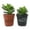2 Plants, variant on Mini Leaf Jade Plant - Live Starter Plant in a 2 Inch Pot - Portulacaria Afra - Drought Tolerant Indoor Outdoor Succulent Houseplant