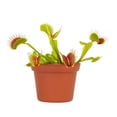thumbnail image 2 of Surmen Legacy 3.5" Venus Fly Trap Live Plant in Grower Pot, Easy to Grow Carnivorous Houseplant, 2 of 5
