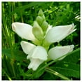 thumbnail image 1 of Everwilde Farms - 1 lb Turtlehead Native Wildflower Seeds - Gold Vault Bulk Seed Packet, 1 of 3