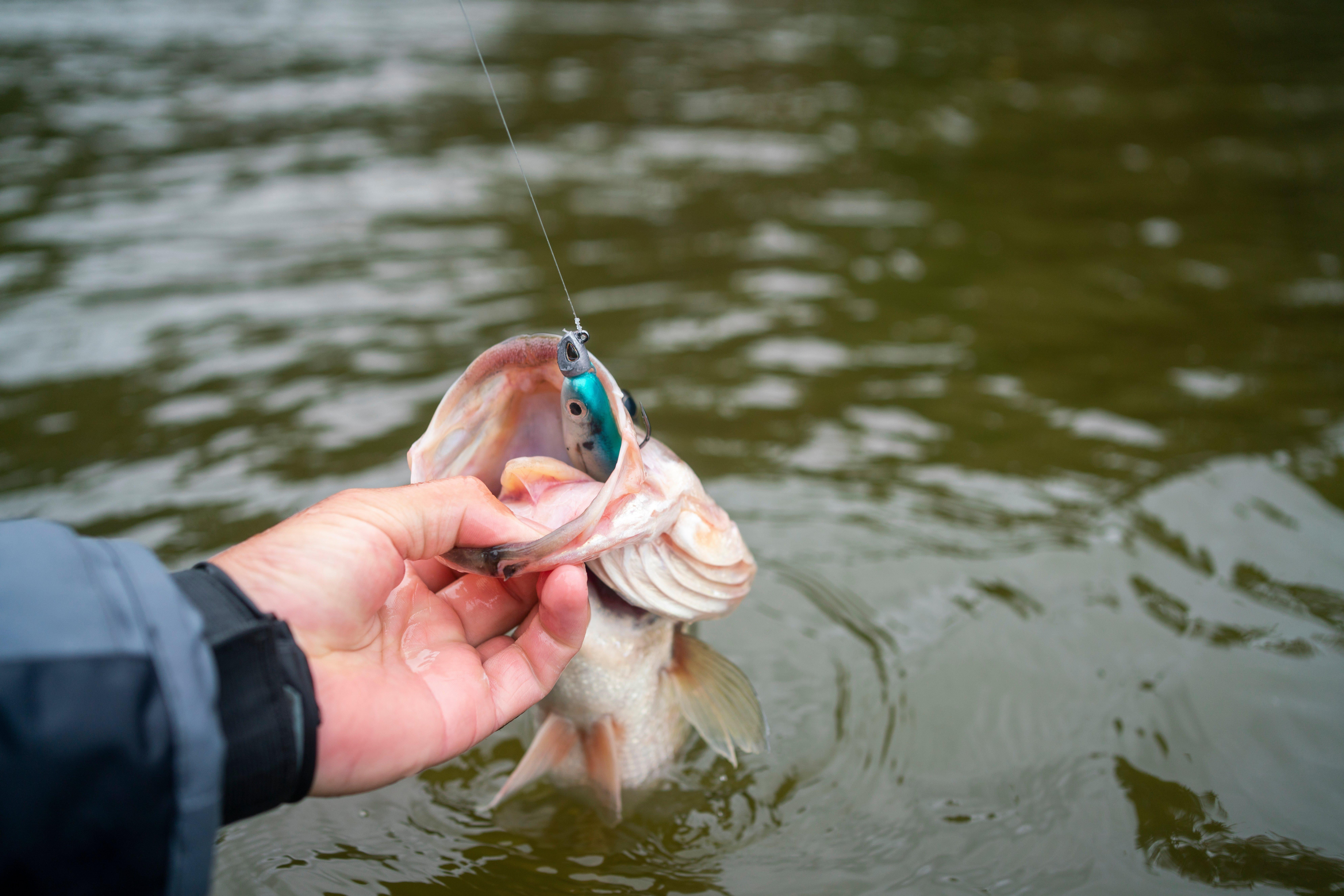 PowerBait® Hollow Belly