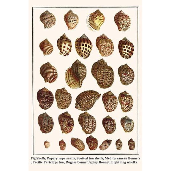 Fig Shells, Papery rapa snails, Sootted tun shells, Pacific Partridge tun, Lightning whelks & bonnets-Fine Art Canvas Print (20" x 30")