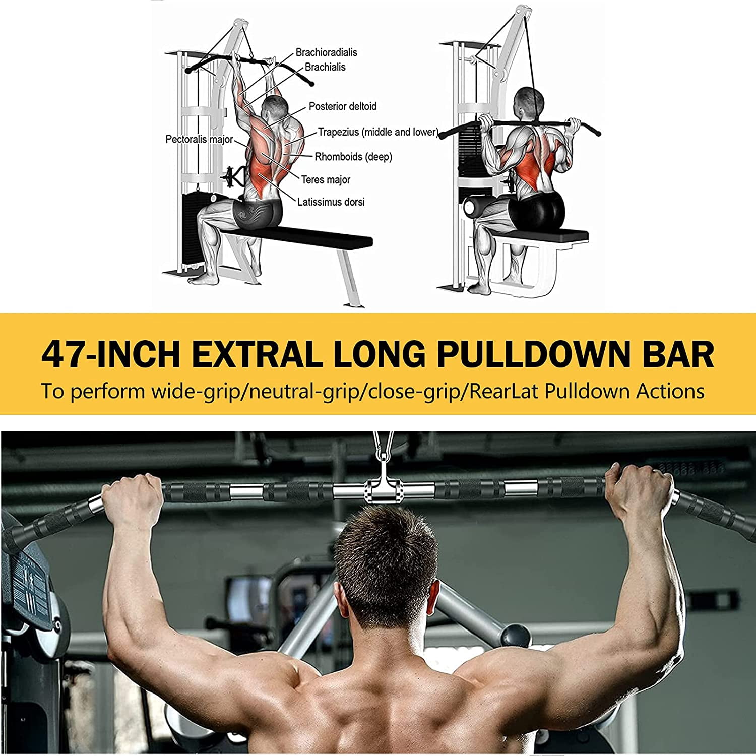 Deltoid Calisthenics | ppgbbe.intranet.biologia.ufrj.br