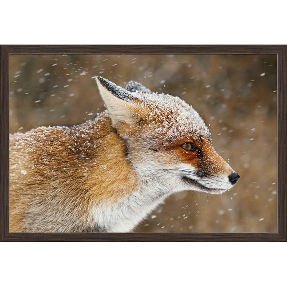 Red Fox in Snow - Lantern Press Photography (36x24 Giclee Art Print, Gallery Framed, Espresso Wood)