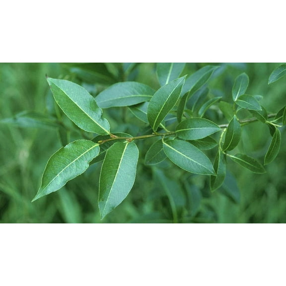 2 Bay Leaf Willow Tree Cuttings Grow Rare Bay Leaf Willow