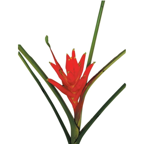 Musa Coccinea - Farm Direct Fresh Cut Flowers - 8 Stems