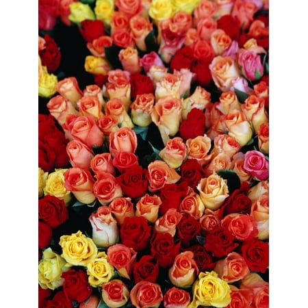 Morning Rose Community Silverplate - Roses for Sale at a Morning Market on Cours Saleya in the Old Town, Nice, France Print Wall Art By Richard I'Anson