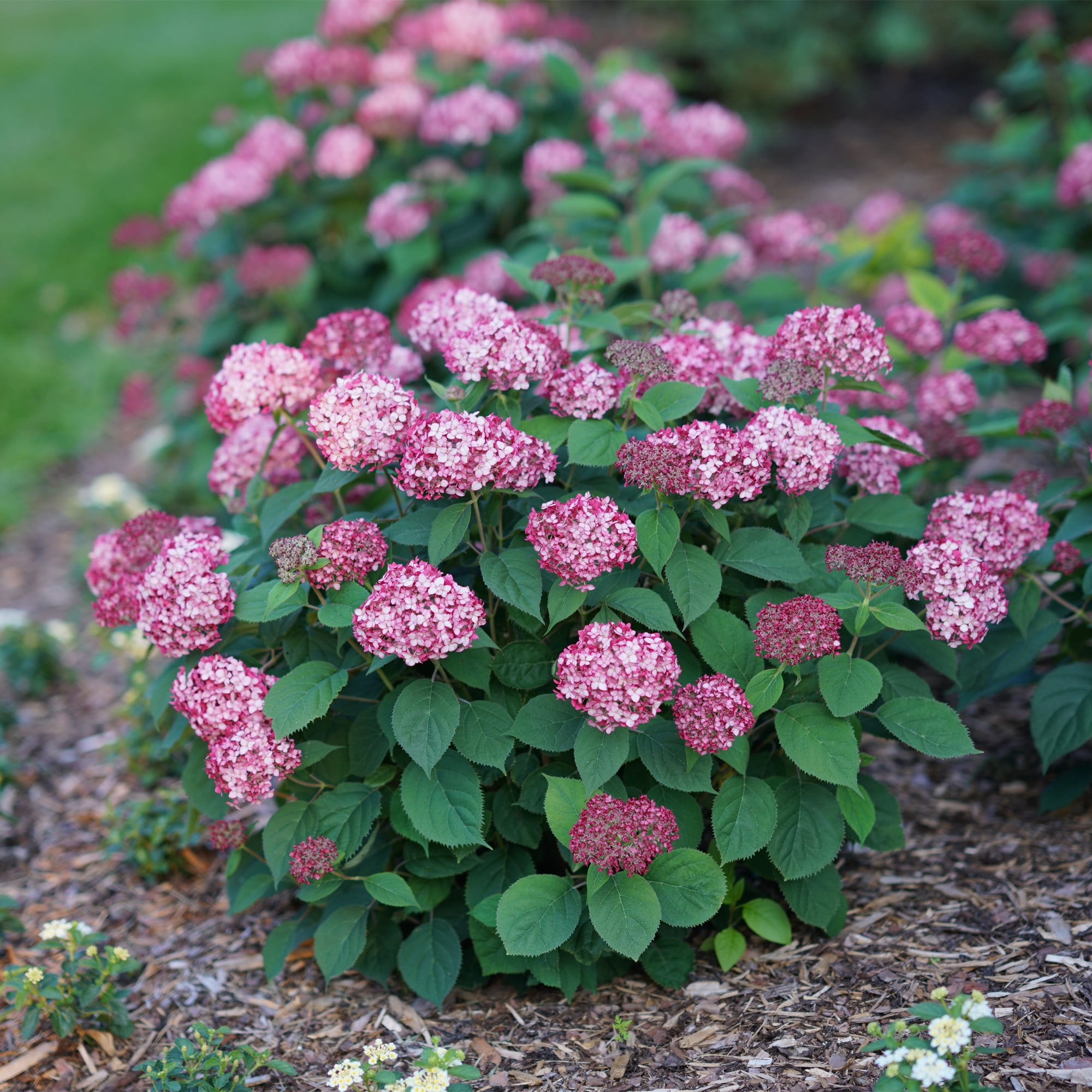 Proven Winners ColorChoice Invincibelle Ruby Hydrangea Live Shrub (2 Gallon)