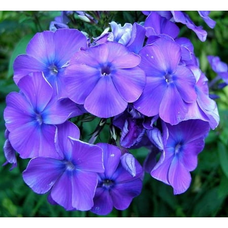 Blue Paradise Hardy Phlox - Large Violet- Blue Flowers - Gallon (Best Phlox For Shade)