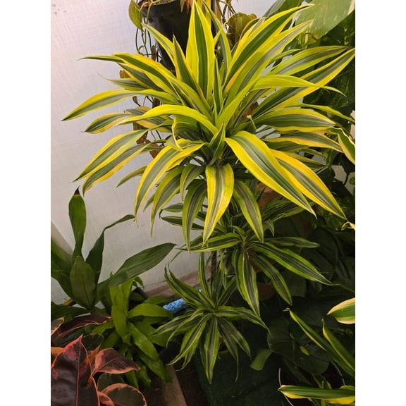 10 Inch Pot - XL 4 ft tall Live "White Ribbon", Dracaena - Get similar to the picture