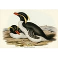 thumbnail image 2 of Gould, John 32x23 White Modern Wood Framed Museum Art Print Titled - Crested Penguin-Eudyptes chrysocome, 2 of 4
