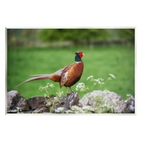 Stupell Industries Pheasant Strolling Lush Grassland Rural Nature Landscape Photograph Unframed Art Print Wall Art, Design by James Dobson