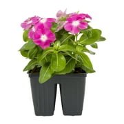 Expert Gardener 4PK Multicolor Vinca Live Plants Full Sun with Grower Pot