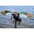 thumbnail image 3 of Mojo Outdoors Elite Series Blue Wing Teal Wing Duck Decoy with Pole (2 Pack), 3 of 7