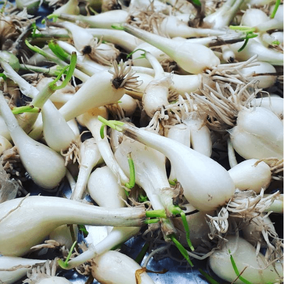 12 Roots Allium Rakkyo Live for Planting, Oriental Onion Roots for Home Garden - Easy to Grow