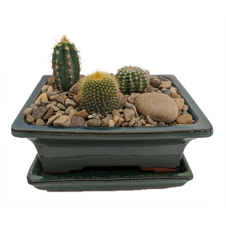 Arizona Cactus Garden - Glazed Pot - Great Gift - Easy to