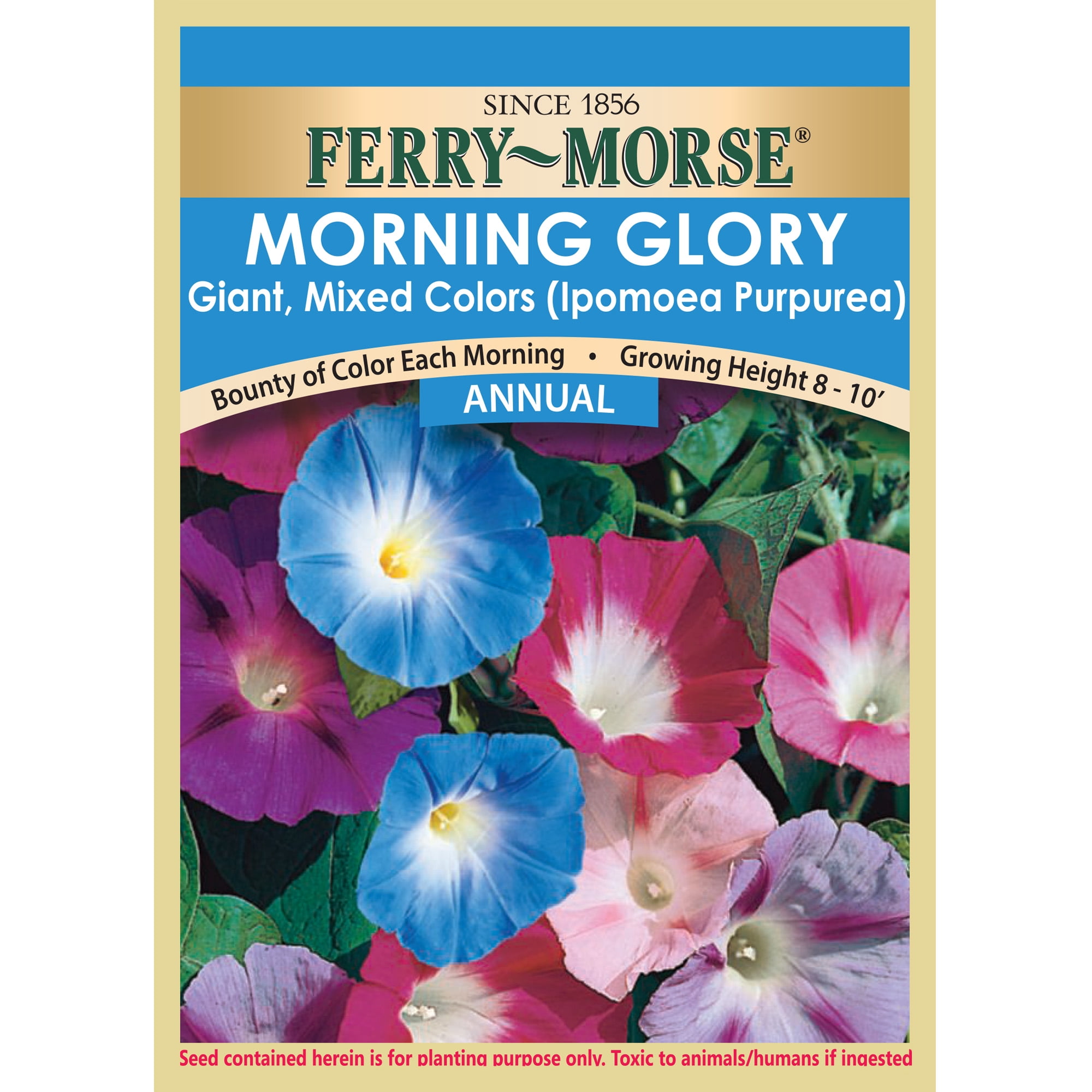 Ferry-Morse Morning Glory Giant Mixed Colors Flower Plant Seeds (1 Pack) - Seed Gardening, Full Sunlight