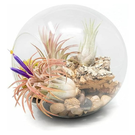 Air Plant Terrarium Kit - 3 Ionantha Tillandsia - Hand Blown Glass Globe - Indoor Outdoor Home Decor - Easy Care Live Plants - Wholesale Bulk