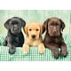 thumbnail image 2 of Rompecabezas Cachorros Labrador Clementoni High Quality Collection 1000 Piezas, 2 of 4