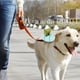 thumbnail image 5 of Caja de basura de plástico para mascotas,Caja de basura de plástico para mascotas Caja de basura para perros pequeños Caja de basura para mascotas Verdadera excelencia, 5 of 8