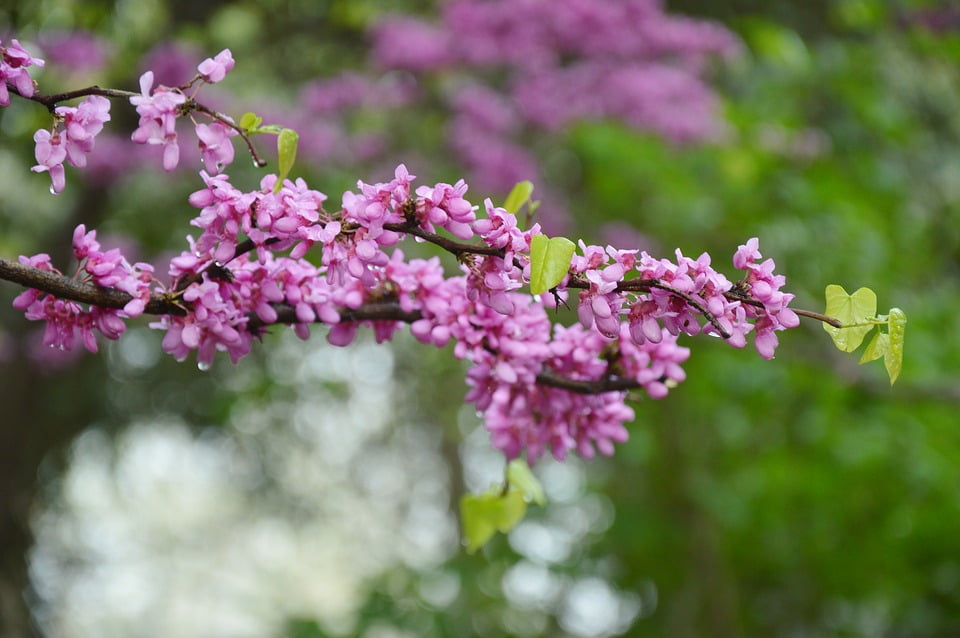 bright purple tree bright purple tree