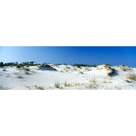 Sand dunes in a desert St George Island State Park Florida Panhandle Florida USA Poster