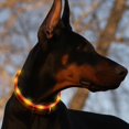 thumbnail image 2 of Collar de perro LED recargable por USB - Collar de seguridad para mascotas brillante Luces de collar de perro con luz cortable de silicona para caminar de noche con perros (naranja) brillar Electrónica, 2 of 5