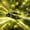 Yellow Gold, variant on Erosebridal Race Car Twin Sheets, Speed Light Bedding, Green Blue 3-Piece (1 Flat Sheet, 1 Fitted Sheet and 1 Pillowcase)